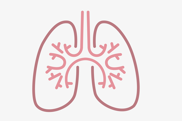 Visuel poumons en bonne santé